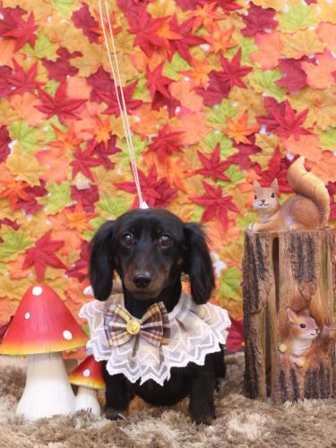 20241119リリィちゃん